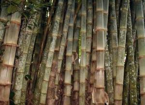 jual bambu gombong dan petung murah berkualitas super